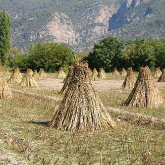 Weisse geroestete Sesampaste 250 g